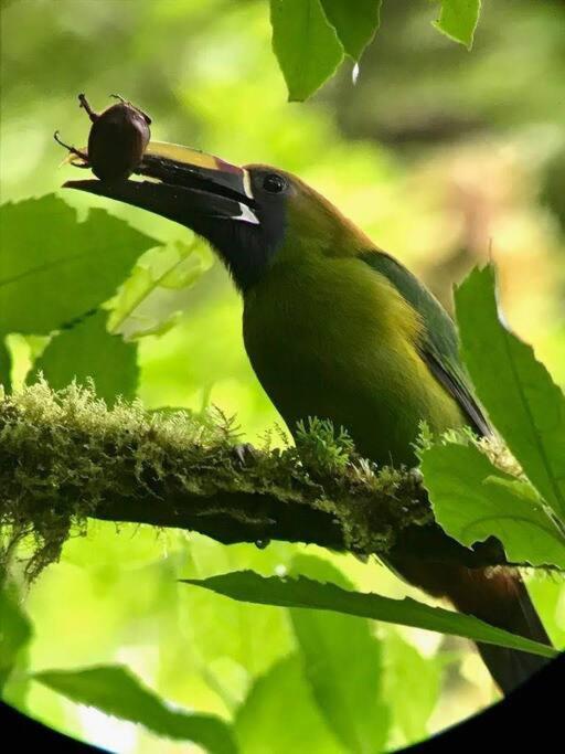 Casa Euphonia Monteverde Eksteriør billede
