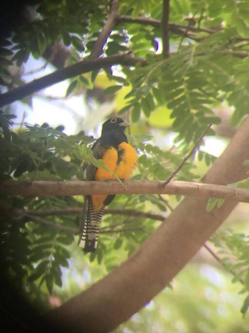 Casa Euphonia Monteverde Eksteriør billede