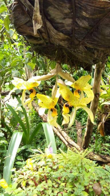 Casa Euphonia Monteverde Eksteriør billede